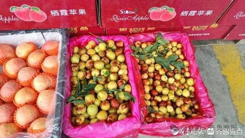 冬棗變“夏棗”？反季上市價高銷量漲，25元一斤仍受熱捧